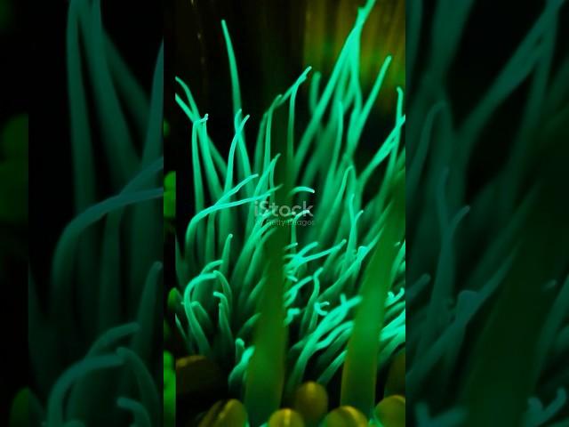Waitt oxygen can be produced without sunlight  #darkoxygen #didyouknow