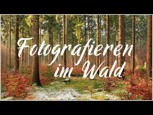 Fotografieren im Wald ( Sachsenwald )