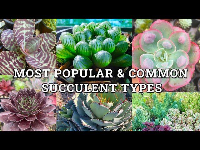 Main Succulent Plant Types With Names & How To Identify Them