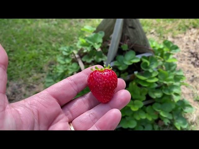 I’m NEVER buying everbearing strawberry  plants again.