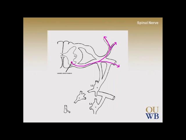 (Retired) Osler Neurology Online Review Sample (Retired)