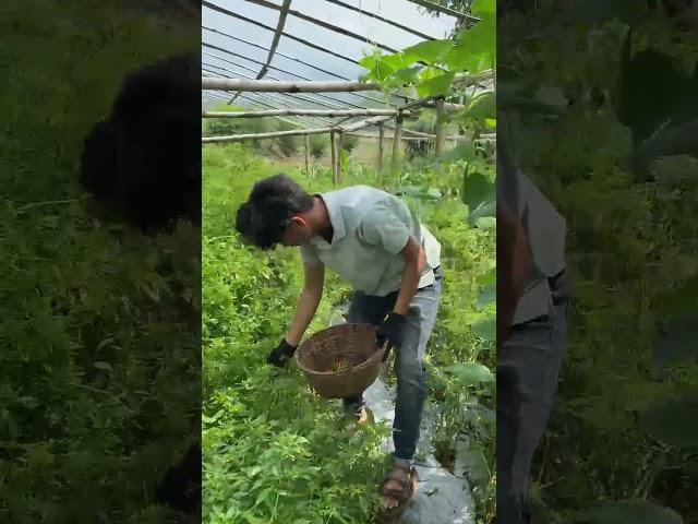 Surendra Roka agriculture Worker
