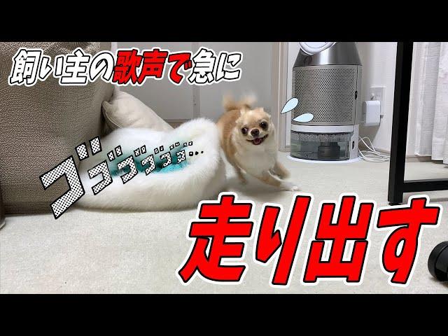 【犬 走る】子犬チワワが飼い主の歌に興奮して走り出す。その理由は誰もわからない