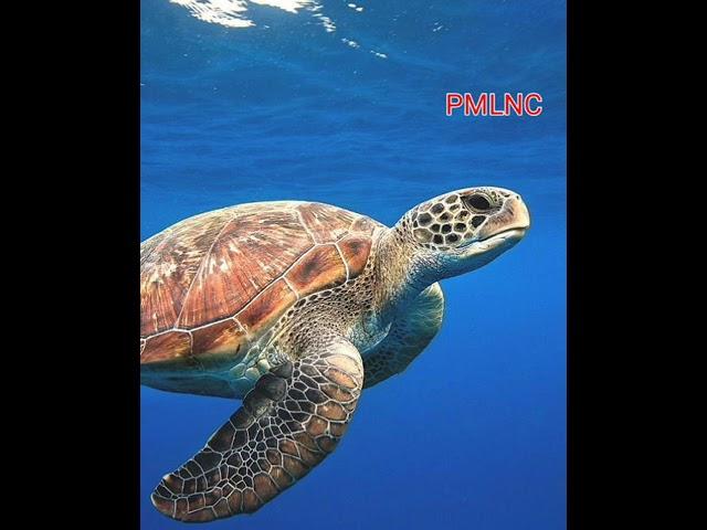 Turtle Do You Know - PMLNC  @PMLoveNatureClasses