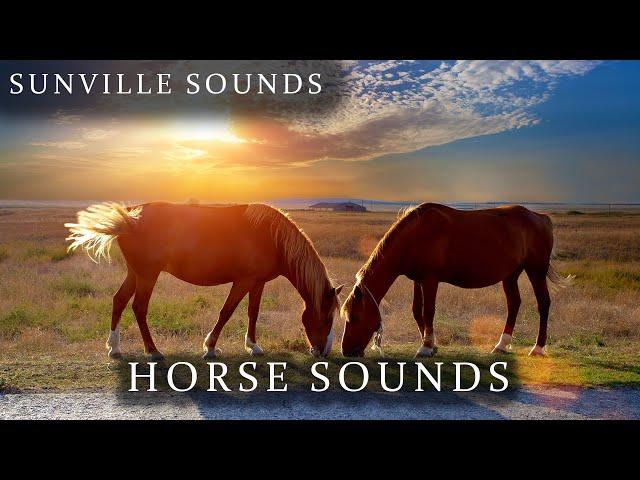 Horse Sounds | Animal Sounds with Peter Baeten