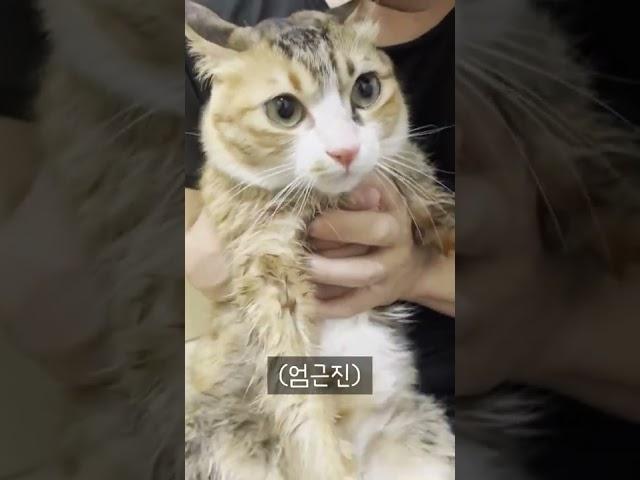 썸머야 냥빨하자!