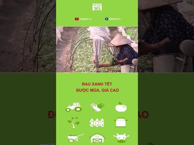 Rau xanh tết được mùa, giá cao | VTC16