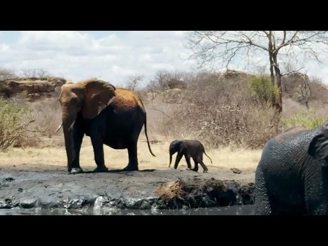 Mulika and Newborn Son, Moe | Sheldrick Trust