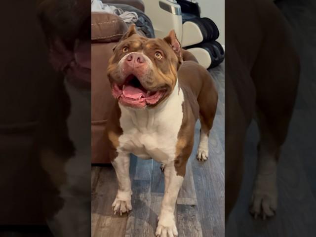 “Currency” Daughter of Bossy Kennels Jumanji. This girl is special . #Americanbully #xlbully #abkc