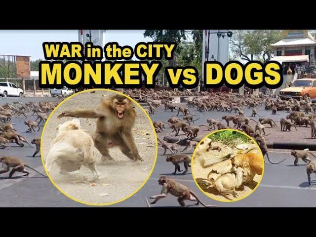 WAR of MONKEY vs DOGS along the CITY