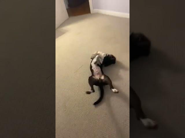 carpet dance