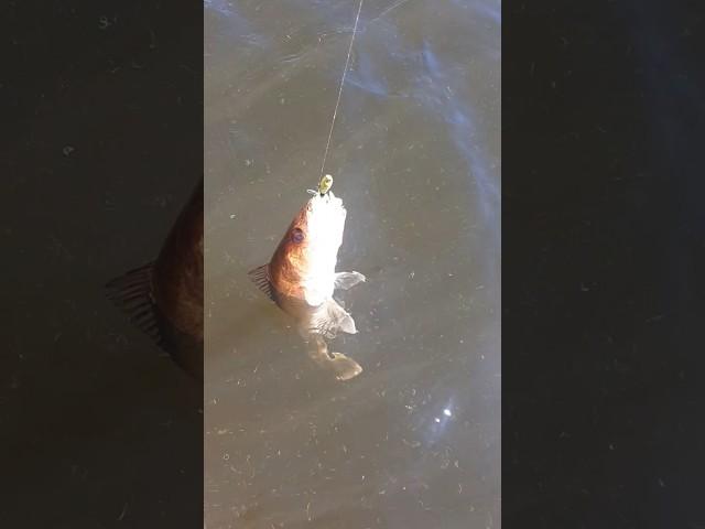 F #fishheadassassin #fishanatomy #fishhead #fisheater