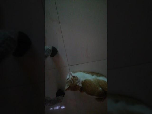 CAT WATCHING DORA WITH GREAT INTEREST