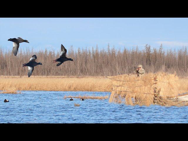 DUCK HUNTING IN SIBERIA