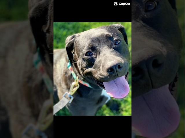 I remember the day they told me you were gone #lovingneverforgetting #makemyheartsmile #trending#dog