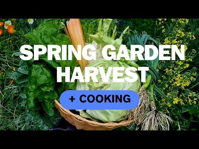 Garden Harvest Australia - Garden To Plate - Late Spring In The Veggie Patch