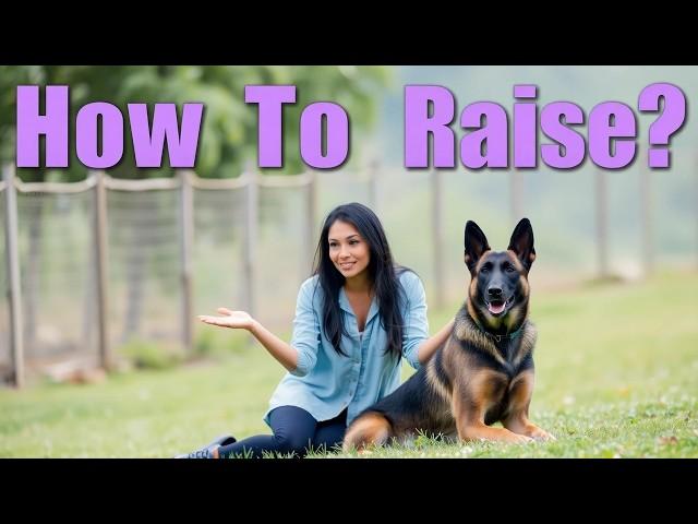 The Journey of Raising a Belgian Malinois: From Puppy to Protector | Malinois | Dog Training