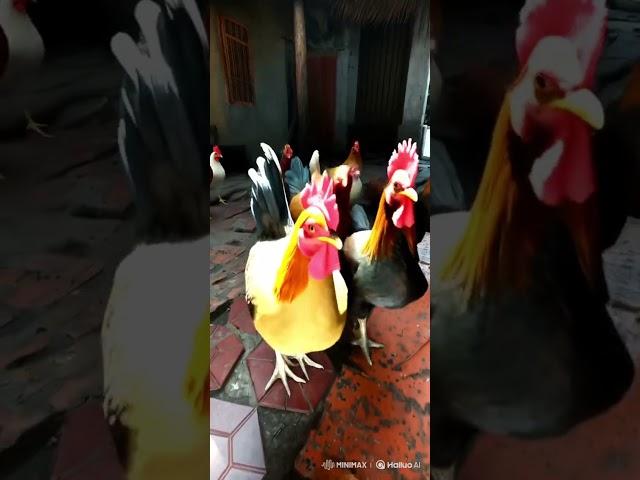 Hyper Chicken Dances to "Chicken Banana" – Hilarious!