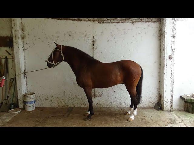 Caballo PERUANO DE PASO de PECHO - $3.000.000 - LOSEQUINOS.COM