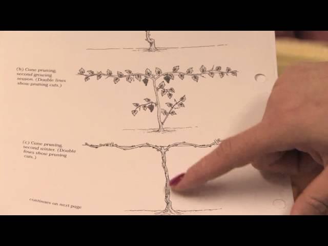 Gardening: Pruning : How to Prune Grape Vines in the 1st Year