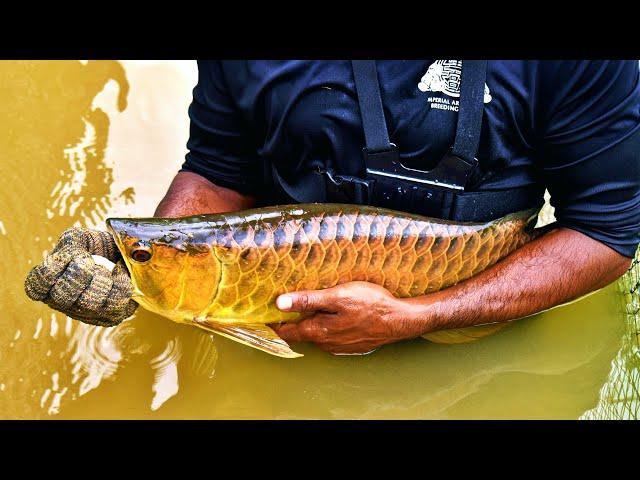 SECRET ASIAN AROWANA BREEDING FARM IN SINGAPORE (Complete Arowana Harvesting Documentary)