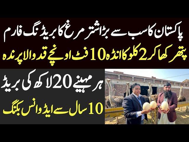 biggest ostrich breeding farm in Pakistan || ostrich farming business idea