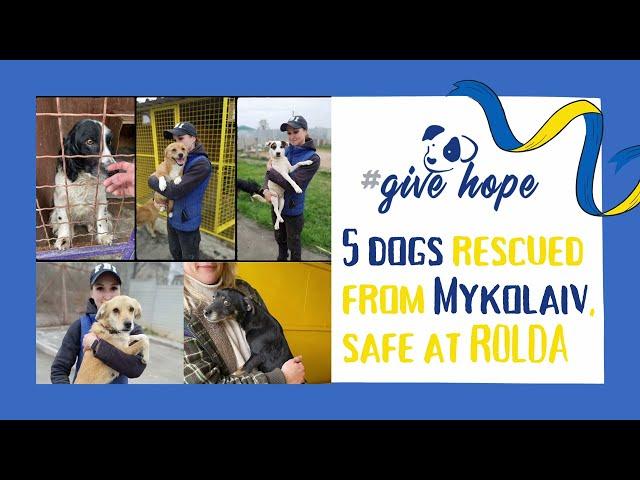 5 dogs rescued from Mykolaiv, safe at ROLDA