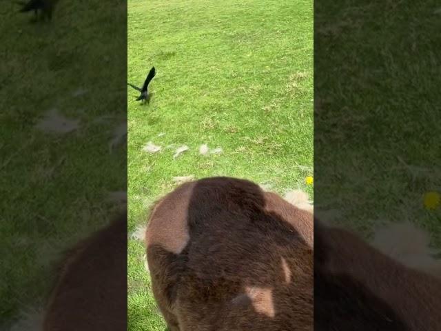 The Jackdaws clearing the pony hair away for their nests within minutes of me brushing the ponies