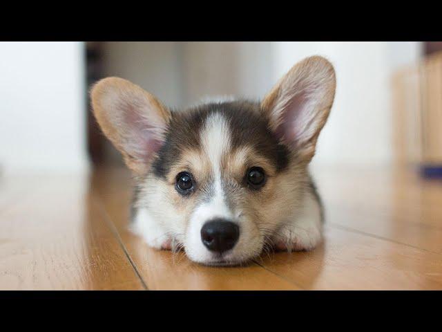 Pembroke Welsh Corgi | Description, care and training