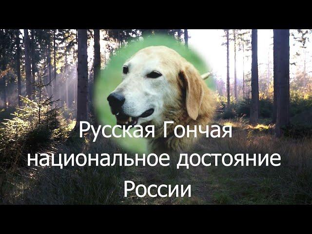 Охота с гончими!