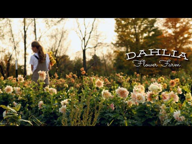 Tips from a Dahlia Farmer & a Tour of Fleur Farm