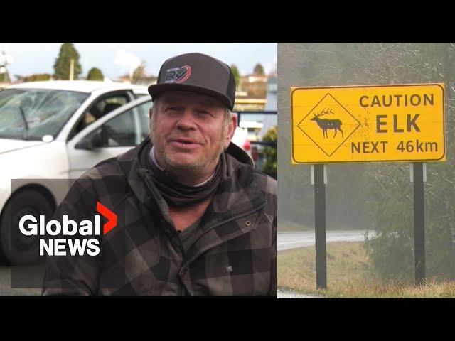 "Crazy traumatic": Herd of elk trample over BC man's car on Vancouver Island