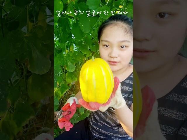 수린이의 참외 수확하기 #surin #oriental melon #korea #farmer #yellow color