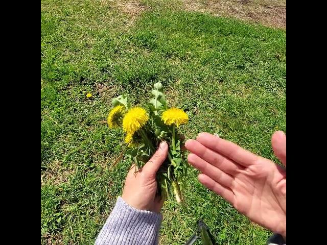 What part of the dandelion plant can rabbits eat? Reduce the rabbit feed bill