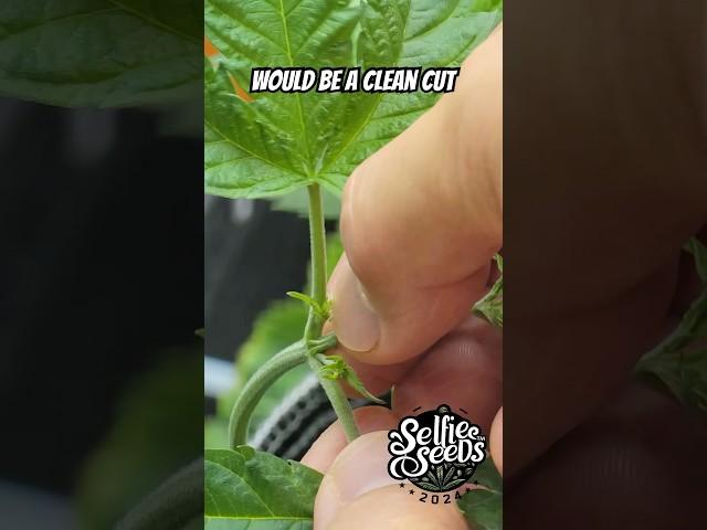 How to TOP Cannabis Plants for MAX YIELD | Beginner Grower Guide - 