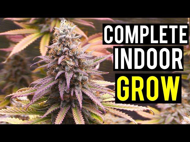 Seed To Harvest: A Complete Indoor Cannabis Grow