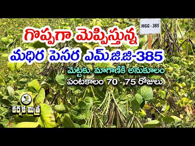 నూతన పెసర రకం ఎమ్.జి.జి - 385 || దిగుబడి భేష్ || Best Green gram Variety MGG - 385 || Karshaka Mitra