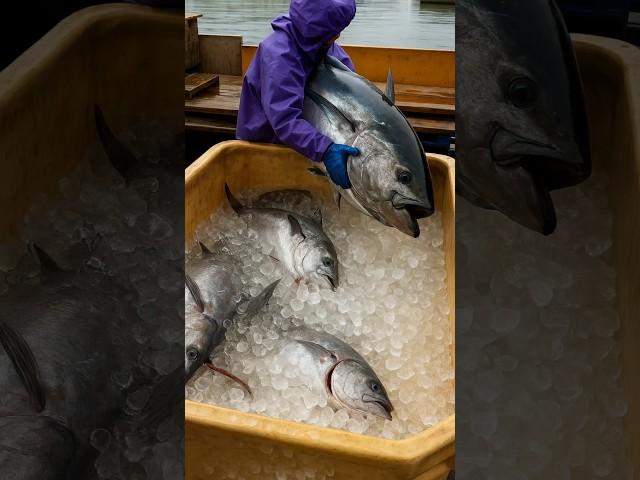 How Chinese Farming Millions Of Tuna Fish In Artificial Sea? By Shiksha SQUARE
