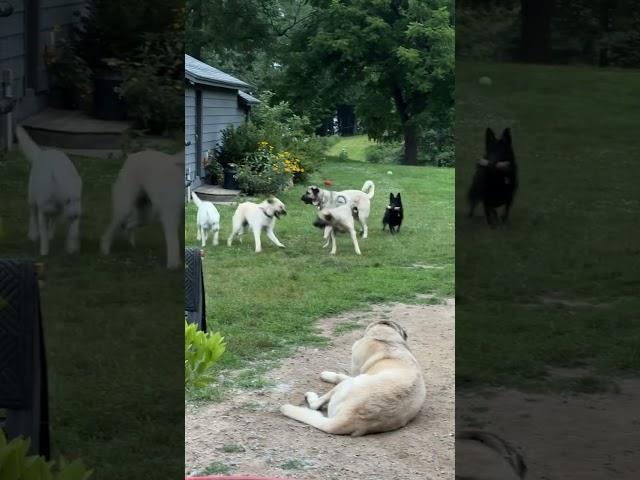 Kangals play fight/ train, German Shepherds referee.