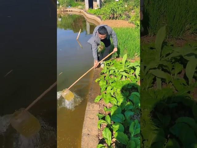 Farmer Watering Vegetable Patches  #FarmingLife #SustainableAgriculture