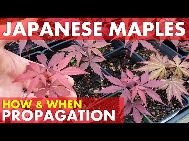 How & When to Propagate Japanese Maple Trees by Seed, Grafting, Cuttings & Air Layering