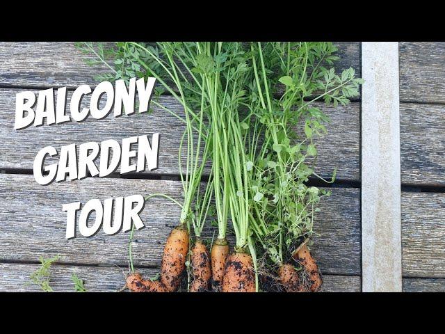 Welcome to our backyard!  Gardening on a balcony!