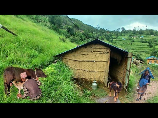 This is Himalayan Nepali village life || Best peaceful And relaxing rainy season completion video