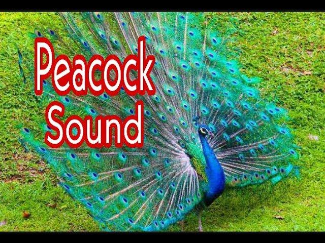 Peacock Sound/मोराचा आवाज/मोर की आवाज /moracha awaj