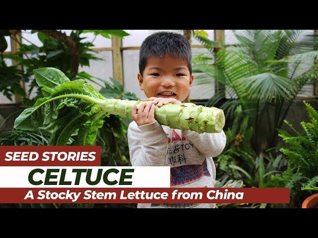 SEED STORIES | Celtuce: A Stocky Stem Lettuce From China