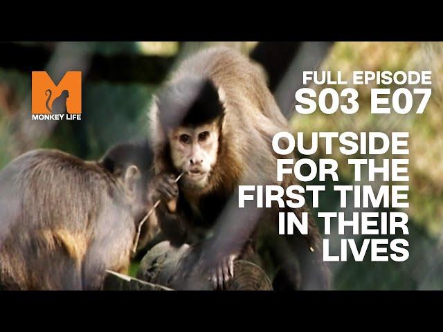 First Time Touching Grass | Season 3 Episode 7 | Full Episode | Monkey Life