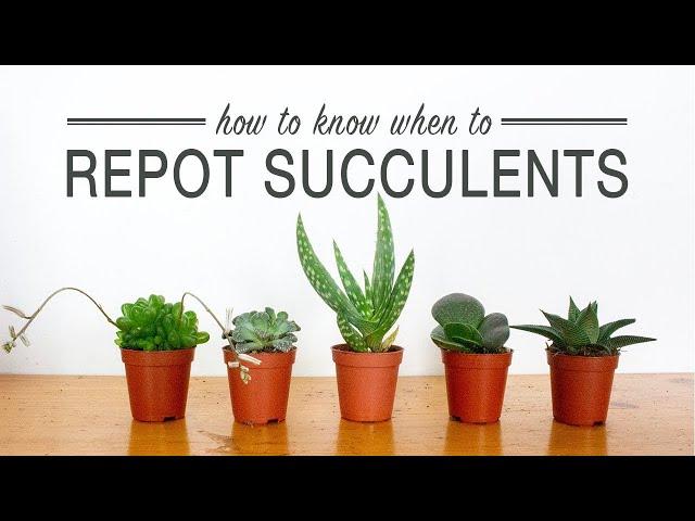 Signs your Succulents Need Repotting