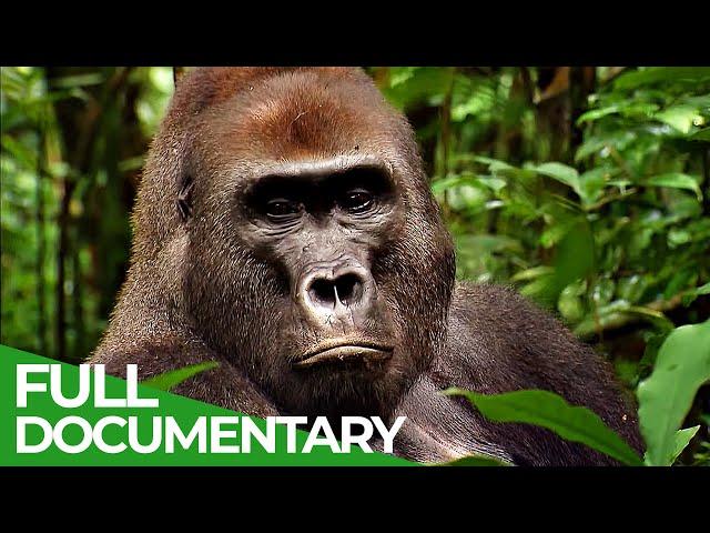 Wild Congo | Part 2: King Kong's Lair | Free Documentary Nature