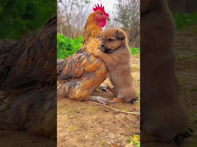 Friendship / puppy and chicken . A beautiful moment #191 - #shorts