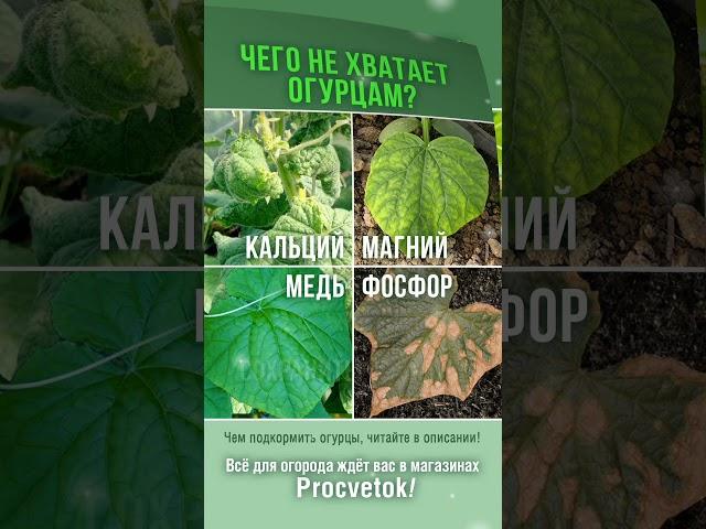 Увидели на огурцах такие листья? Растения нуждаются в подкормке! Как устранить дефицит элементов